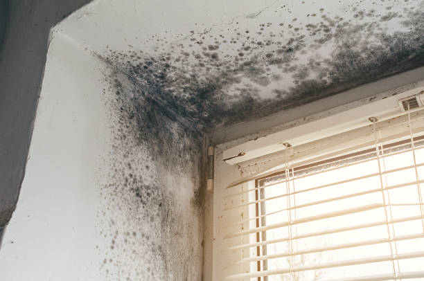 Affordable Attic Mold Remediation solutions in Broadview, IL